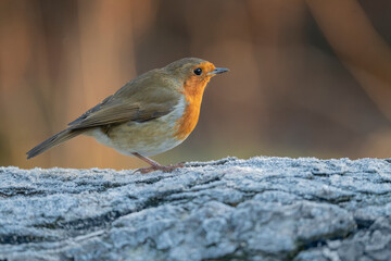 Robin on a frost covered tree trunk