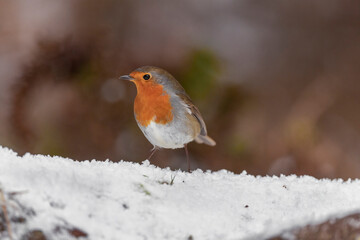 Robin perched in the snow in the winter in Scotland
