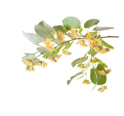 Linden branch  with yellow flowers and leaves isolated on a white background. Selective focus