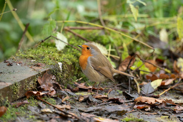 Fototapeta premium Robin on a pile of leaves, close up, in Scotland