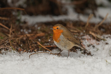 Robin on the snowy forest floor, close up, in a forest, in Scotland in winter