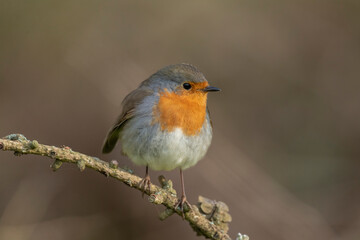 Robin, on a branch, close up, in a forest, in Scotland