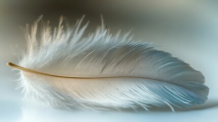 Delicate bird feather, soft hues, serene beauty.
