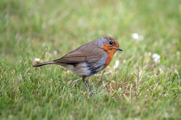 Robin on the grass, close up, in Scotland