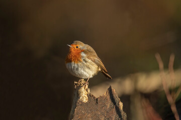 Robin, on a branch, close up, in a forest, in Scotland