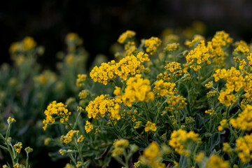 Aurinia saxatilis (L.) Desv., Basket-of-gold
