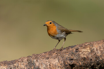 Robin on a tree trunk, close up, in a forest, in Scotland