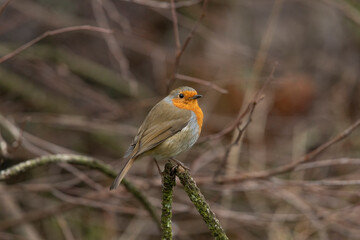 Robin, on a branch, close up, in a forest, in Scotland