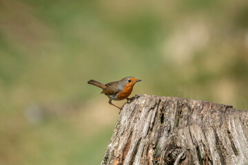 Robin on a tree trunk, close up, in a forest, in Scotland