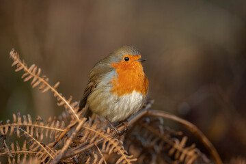 Fototapeta premium Robin, on a branch, close up, in a forest, in Scotland