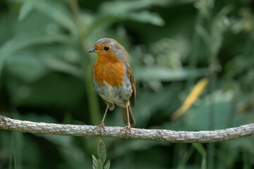Robin on a branch in a forest, close up in Scotland