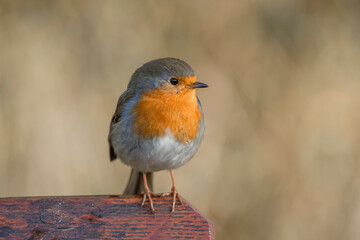 Robin on a branch in a forest, close up in Scotland