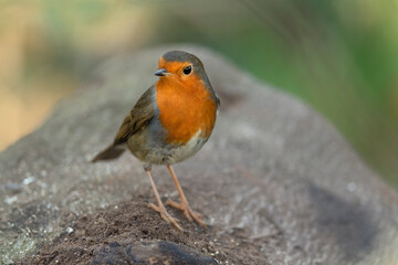 Robin on a tree trunk, close up, in a forest, in Scotland