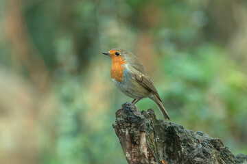 Robin on a tree trunk, close up, in a forest, in Scotland