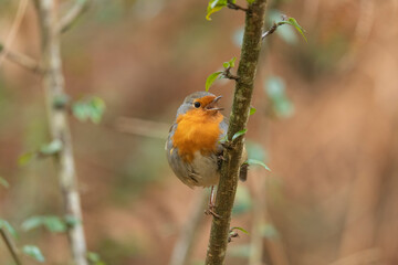 Robin singing, on a branch in a forest, close up in Scotland