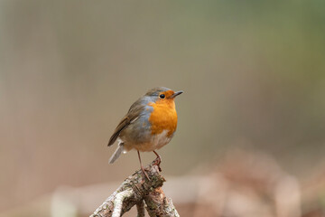 Robin, on a branch, close up, in a forest, in Scotland