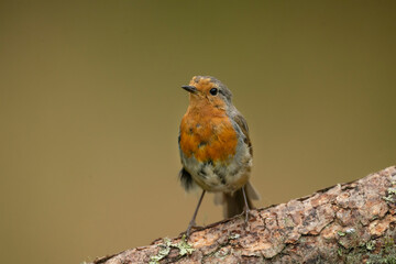 Robin on a branch in a forest, close up in Scotland