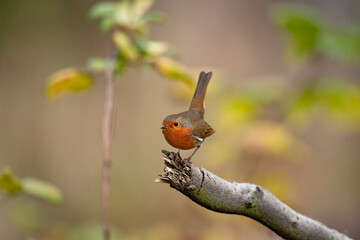 Robin on a branch in a forest, close up in Scotland