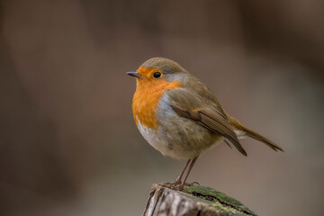Robin on a tree trunk, close up, in a forest, in Scotland