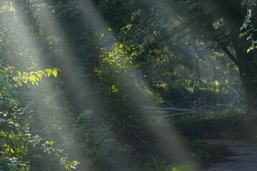 Sunbeams between trees along a forest path, sunbeams shine through between trees, dark morning and the first rays of the sun, morning sun, path by the stream and rays of the morning sun