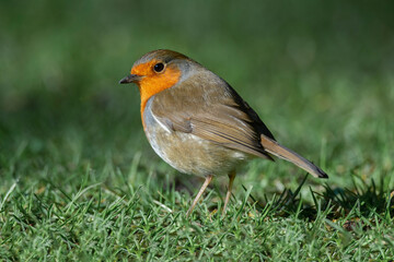 Robin on the grass, close up, in Scotland