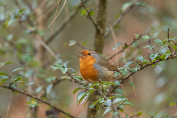 Robin singing, on a branch, close up, in a forest, in Scotland