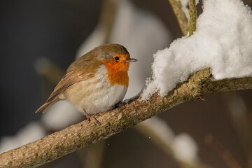Robin perched on a snow covered branch in a forest in the winter in Scotland