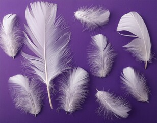 Obraz premium photograph of white feathers on a purple background in a flat lay style