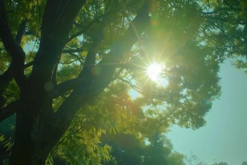 a bright sun streaming through a green tree