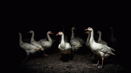Cute goose, goose look, photo, creative illustration of goose farm, poultry farming