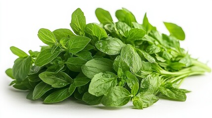 Fresh Green Oregano Leaves on Isolated White Background for Culinary and Herbal Use in High Fidelity Imaging