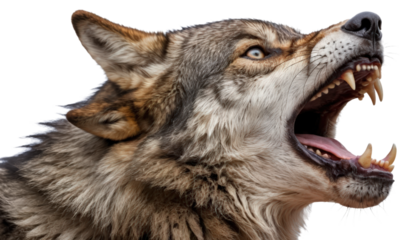 A wolf howling with open mouth and sharp fangs isolated on transparent background. 