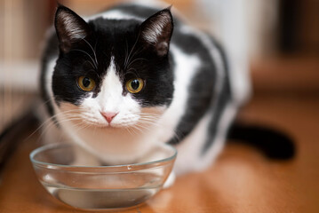 Portrait of a beautiful black and white cat drinking water from a transparent bowl