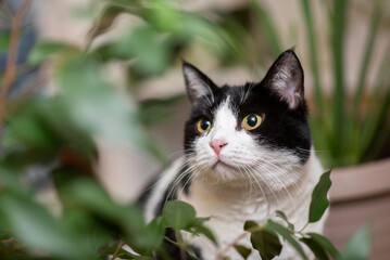 Portrait of a black and white cat peeking out from plants in a house