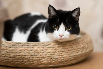 Portrait of a black and white cat lying in a wicker soft bed at home