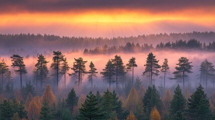 Misty Sunrise over Autumnal Forest
