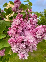 pink lilac flowers