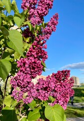 lilac flowers in bloom