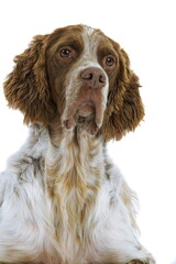 Setter anglais