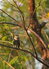 Spotted owl looking for food in