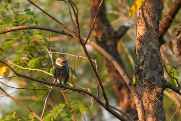 Spotted owl looking for food in