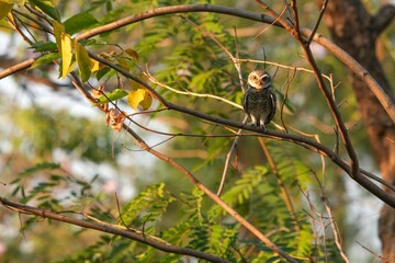 Spotted owl looking for food in