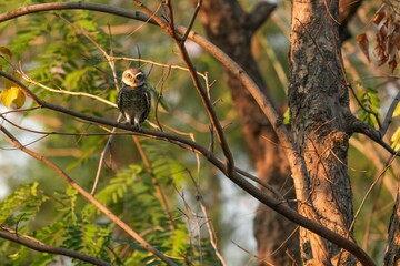 Spotted owl looking for food in