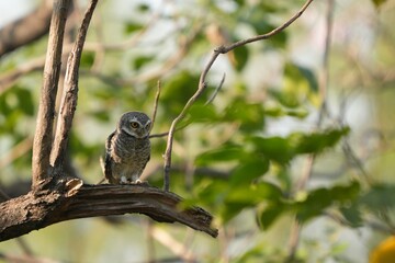 Spotted owl looking for food in