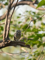 Spotted owl looking for food in
