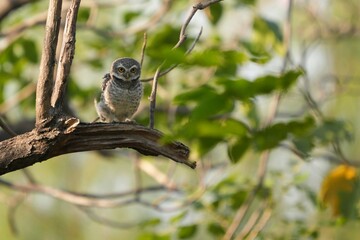 Spotted owl looking for food in