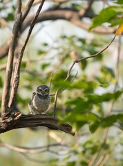 Spotted owl looking for food in