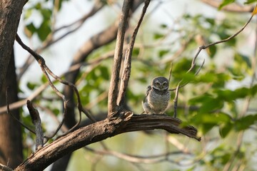 Spotted owl looking for food in
