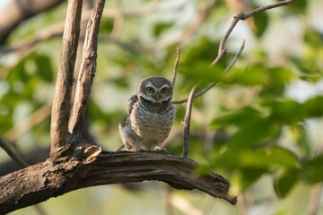 Spotted owl looking for food in