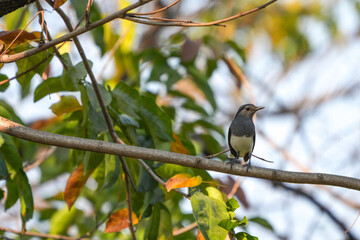 Magpie looking for food in
Nature